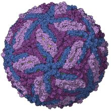 Zika virus - Wikipedia