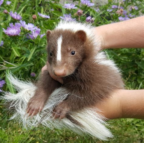 Skunks As Pets