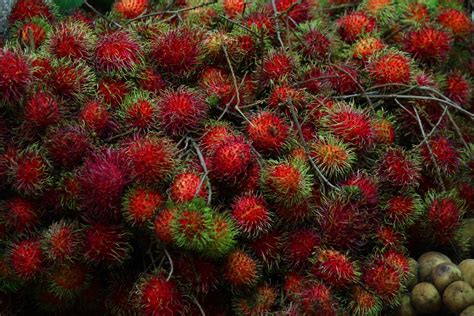 Rambutan in Singapore 2024 - Rove.me