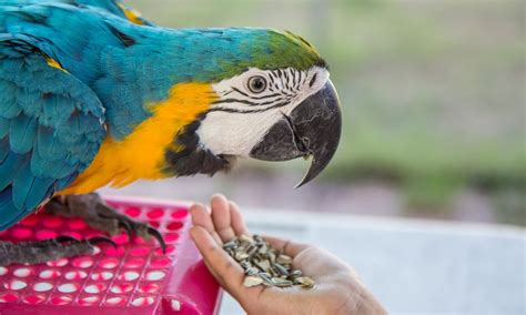 10 Things Macaws Like to Eat Most (Diet, Care & Feeding Tips)