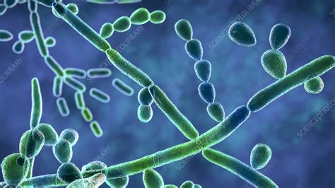 Trichosporon fungus, illustration - Stock Image - F036/0573 - Science ...