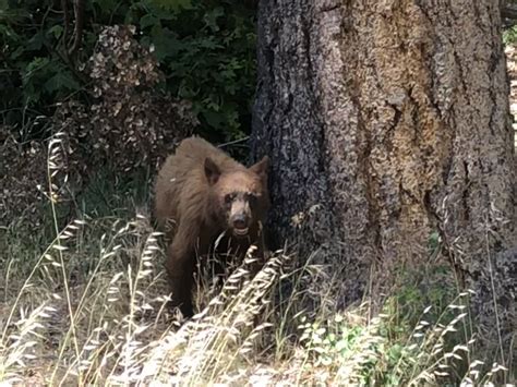 Protect Wildlife Connectivity in the Shasta-Trinity Wildlife Corridor!