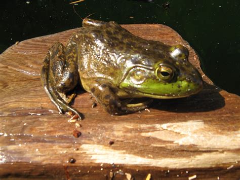 An American Bullfrog in Canada. - Margy Bullfrog, Invasive Species ...