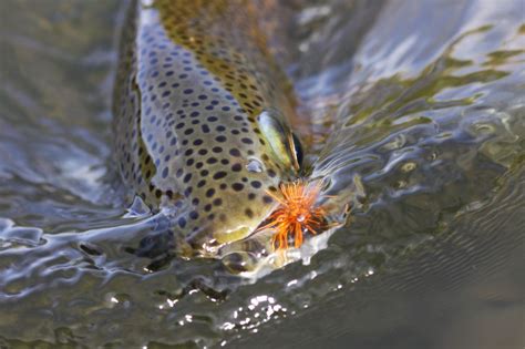 Best Rainbow Trout Flies: A Guide To Productive Rainbow Trout Patterns ...