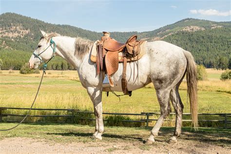 Ranch Horses | Montana Working Cattle Ranch - McGinnis Meadows Cattle ...