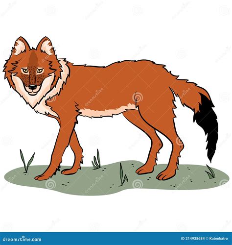 The Red Wolf. a Rare and Large Canine Species. Stock Vector ...