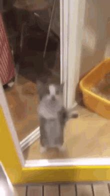 Happy Cat GIFs | GIFDB.com