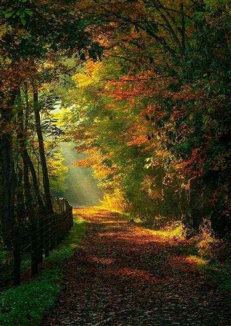 the sun shines through the trees and leaves on the path to the woods in ...