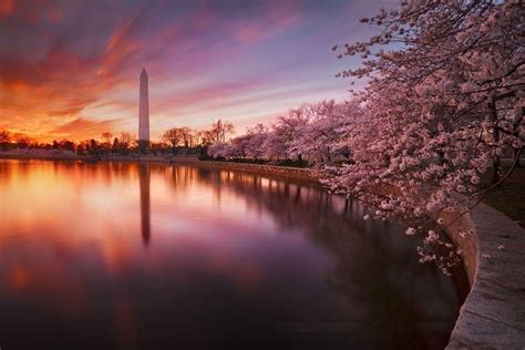 Sunset Cherry Blossom Wallpapers - Top Free Sunset Cherry Blossom ...