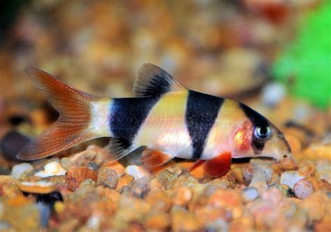 Clown Loach Fish Breed Profile