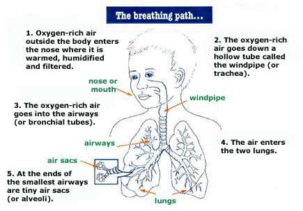 Pediatric Asthma | Symptoms, Diagnosis & Treatment