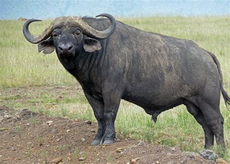 Water Buffalo | African buffalo, Deadly animals, African animals