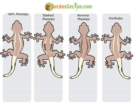 Crested Gecko Morphs - Captive Bred Reptiles for sale | Tortoise for ...