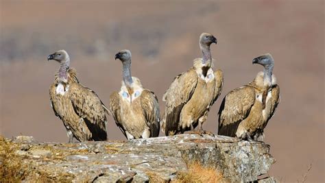 Cape Vultures © Albert Froneman - Project Vulture