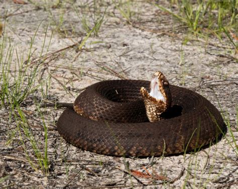 How to Identify a Baby Cottonmouth Snake (16 Helpful Photos)