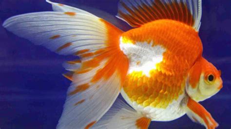 Ryukin Goldfish - Goldfish Care - Ryukin Goldfish Food