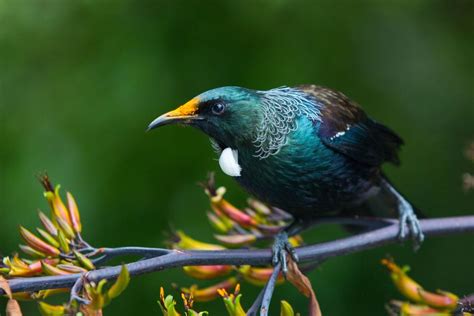 Zealandia by Day Tour | GetYourGuide