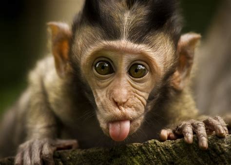 Funny Monkeys Wallpapers High Quality | Download Free