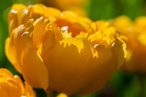 Premium Photo | Yellow tulips beautiful spring flowers closeup