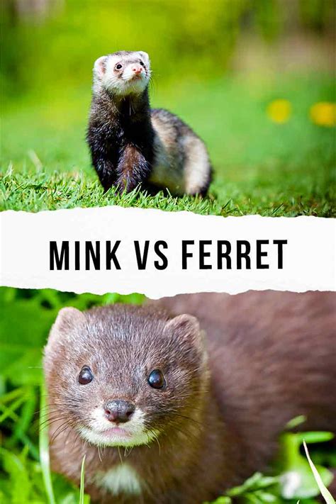 Mink vs Ferret - A Closer Look At The Differences And Similarities