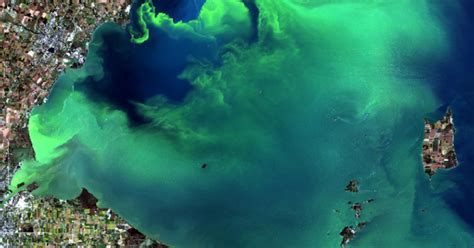 This Year’s Wild, Wet Spring Is Feeding Massive Blobs of Toxic Algae ...