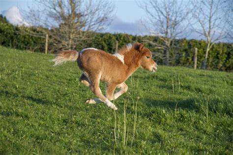 How to Care for Your Miniature Horse: A Beginner's Guide - Insider Paper