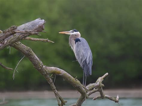 Do Great Blue Herons Migrate? (Everything Explained) | Bird Fact