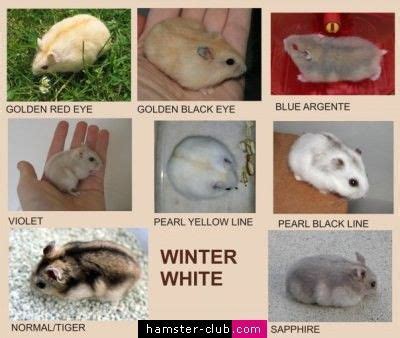 Winter White Hamster colors | Hamster, Hamster species, Winter white ...