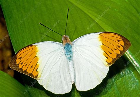 Great Orange Tip Butterfly - Stock Image - C017/5245 - Science Photo ...