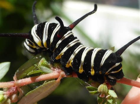 Queen Butterfly Caterpillar | Project Noah