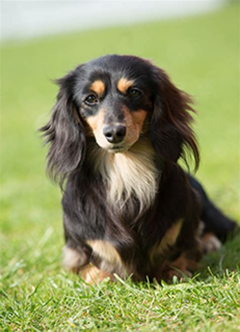 Top 48 image long haired miniature dachshund - Thptnganamst.edu.vn