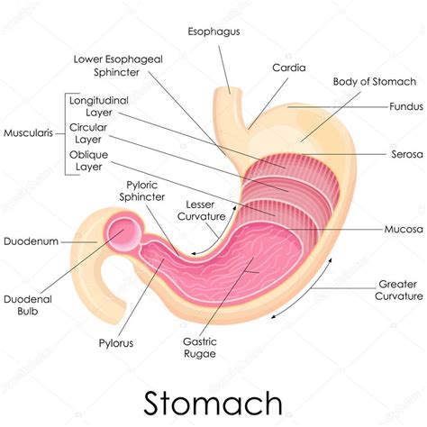 menselijke maag anatomie — Stockvector © stockshoppe #41264433