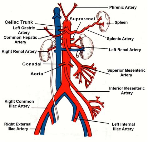 Cardiovascular System at Parkland College - StudyBlue