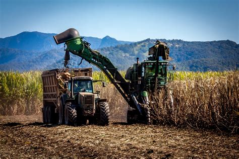 Sugar Cane Harvesting Free Photo Download | FreeImages