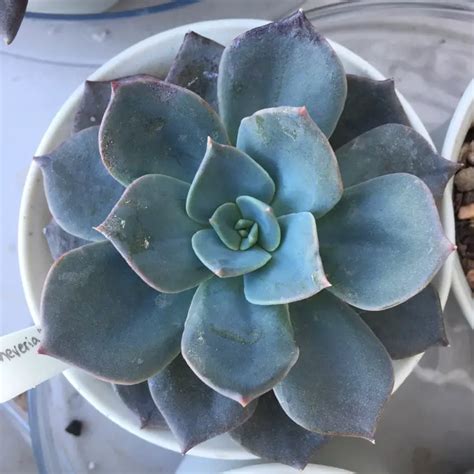 Top 11 Most Beautiful Blue Succulents (With Pictures)| Succulents Network