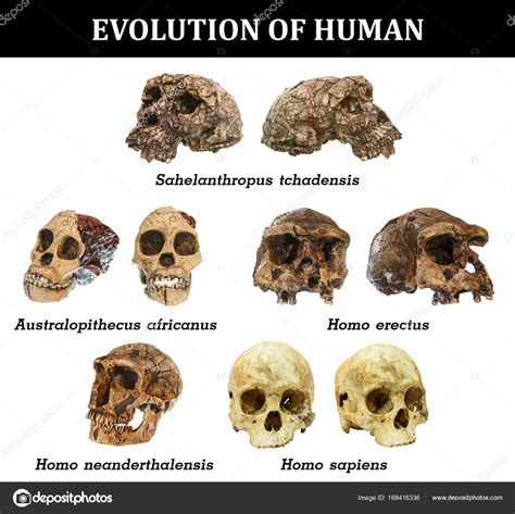 Evolution of human skull ( Sahelanthropus tchadensis . Australopithecus ...