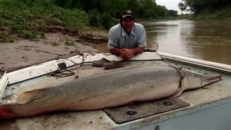 Alligator Gar to be Stocked to control Asian Carp