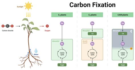 Carbon Fixation: Processes, Pathways, and Implications