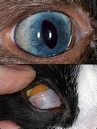 What Animals Have No Eyelids? Unveiling Natures Unique Creations