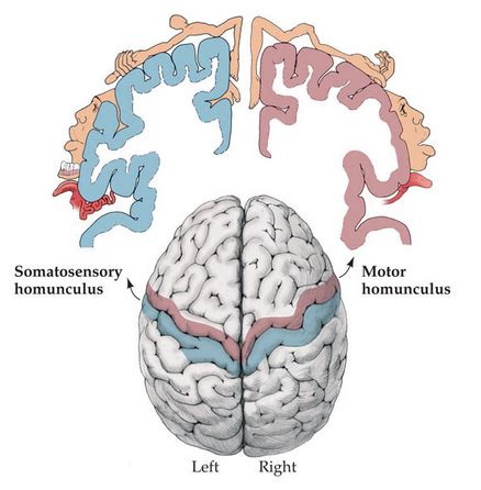 Somatosensation Clinical Applications Flashcards | Quizlet