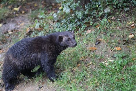 Black Wolverine in Its Natural Habitat Stock Photo - Image of natural ...