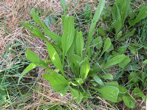 Weed of the Month Series: Plantain - Organo-Lawn