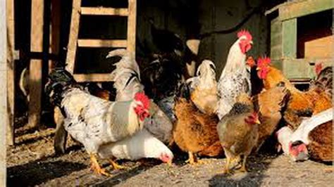 Blog | Poultry Farm Guide