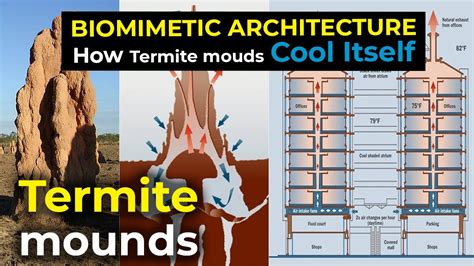 How Termite mounds Cool Itself | Biomemetic architecture: Zimbabwe ...