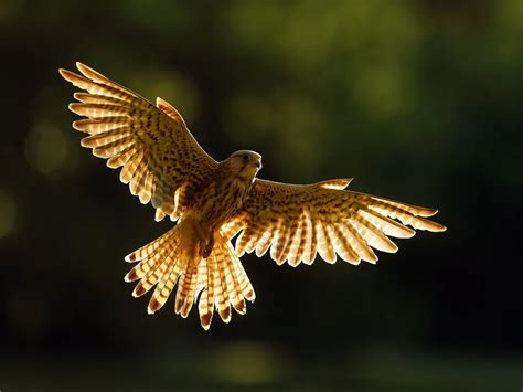 Kestrel Hovering: A Complete Guide | Birdfact