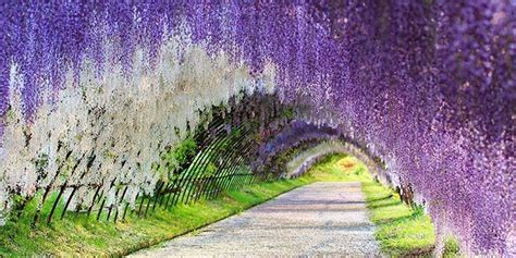 Wisteria Flower Tunnel Kawachi Fuji Garden | Fasci Garden