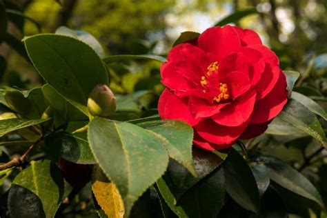 Camellia Flower Meaning and Jaw Dropping Symbolism | Florgeous