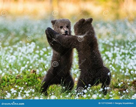 Brown Bear Cubs Playing in the Forest. Stock Image - Image of forest ...