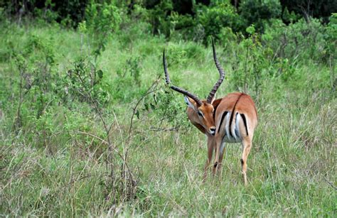 Guide To Texas Exotic Game Ranches