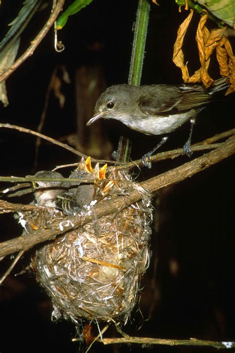 Free picture: least, bell, vireo, bird, nest, chicks, vireo bellii pusillus